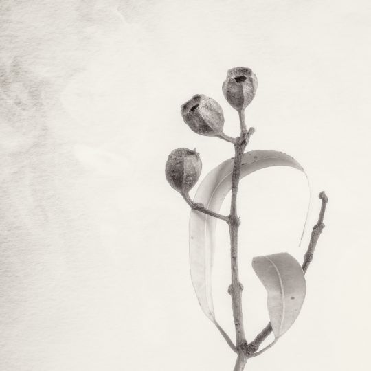 © Ian J. Muirhead