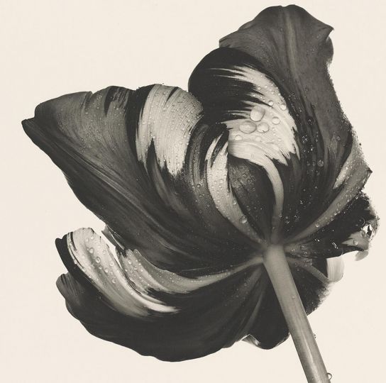 Irving Penn, Cottage Tulip: Sorbet, NYC, 1967 © Irving Penn Foundation, Courtesy of Hamiltons