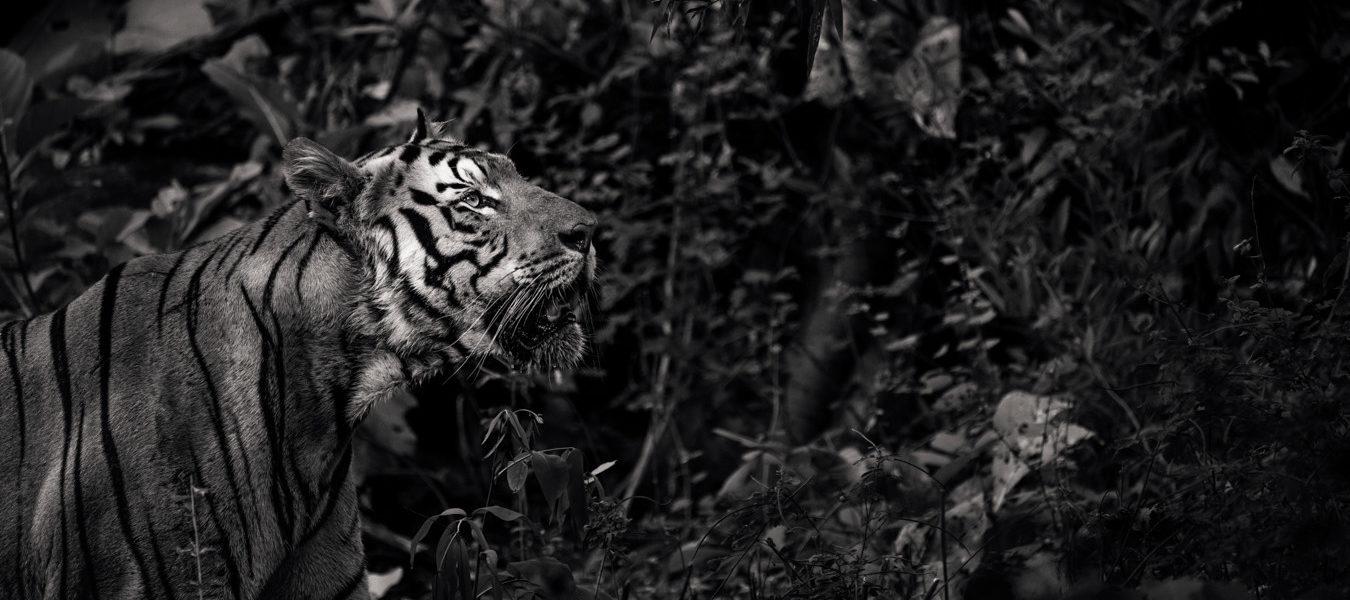 Runal Jogdand