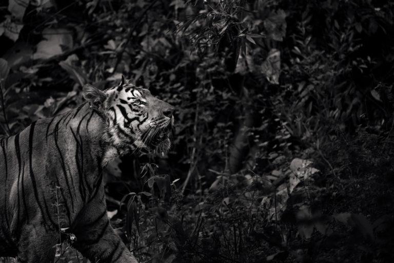Runal Jogdand