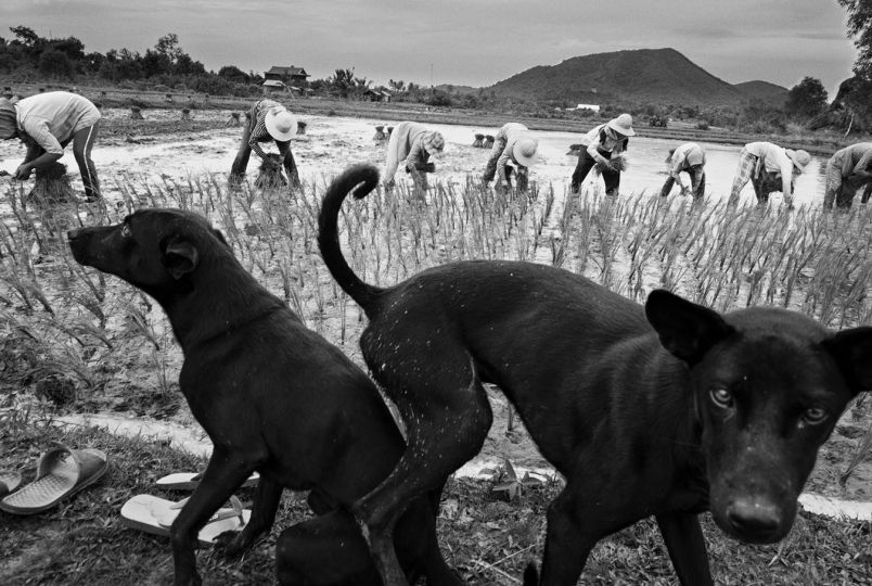 CAMBODIA, Damnak Chang Aeur (Kep). 9/07/2016: Farmers, very few of them from the younger generation, transplant rice seedlings in a recently ploughed and hearsed field. © John Vink