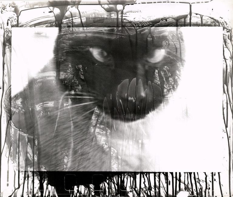 C/O Berlin : Walter Schels . 16° Fische . Retrospective