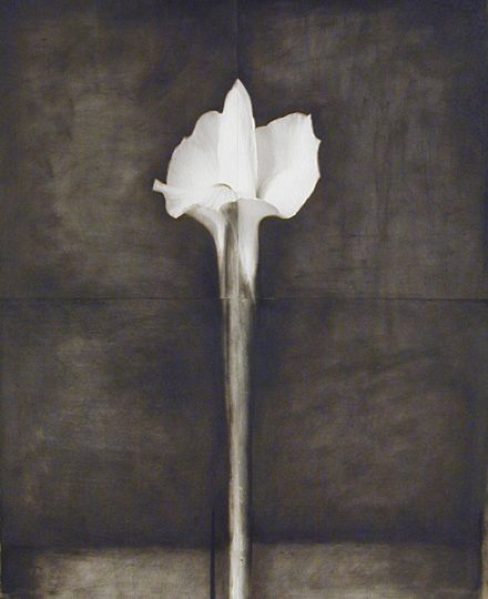 Untitled (Iris), 1988 © Hiromitsu Morimoto - Courtesy JHB Gallery, New York