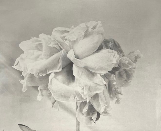 Untitled (Wilted peonies), 2001 © Hiromitsu Morimoto - Courtesy JHB Gallery, New York