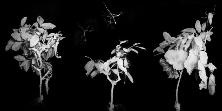 Caroline Hayeur - Petit traité d'entomologie noctivague