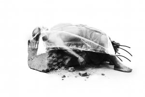 Biennale de la Photographie de Mulhouse 2026 : Sédimentations