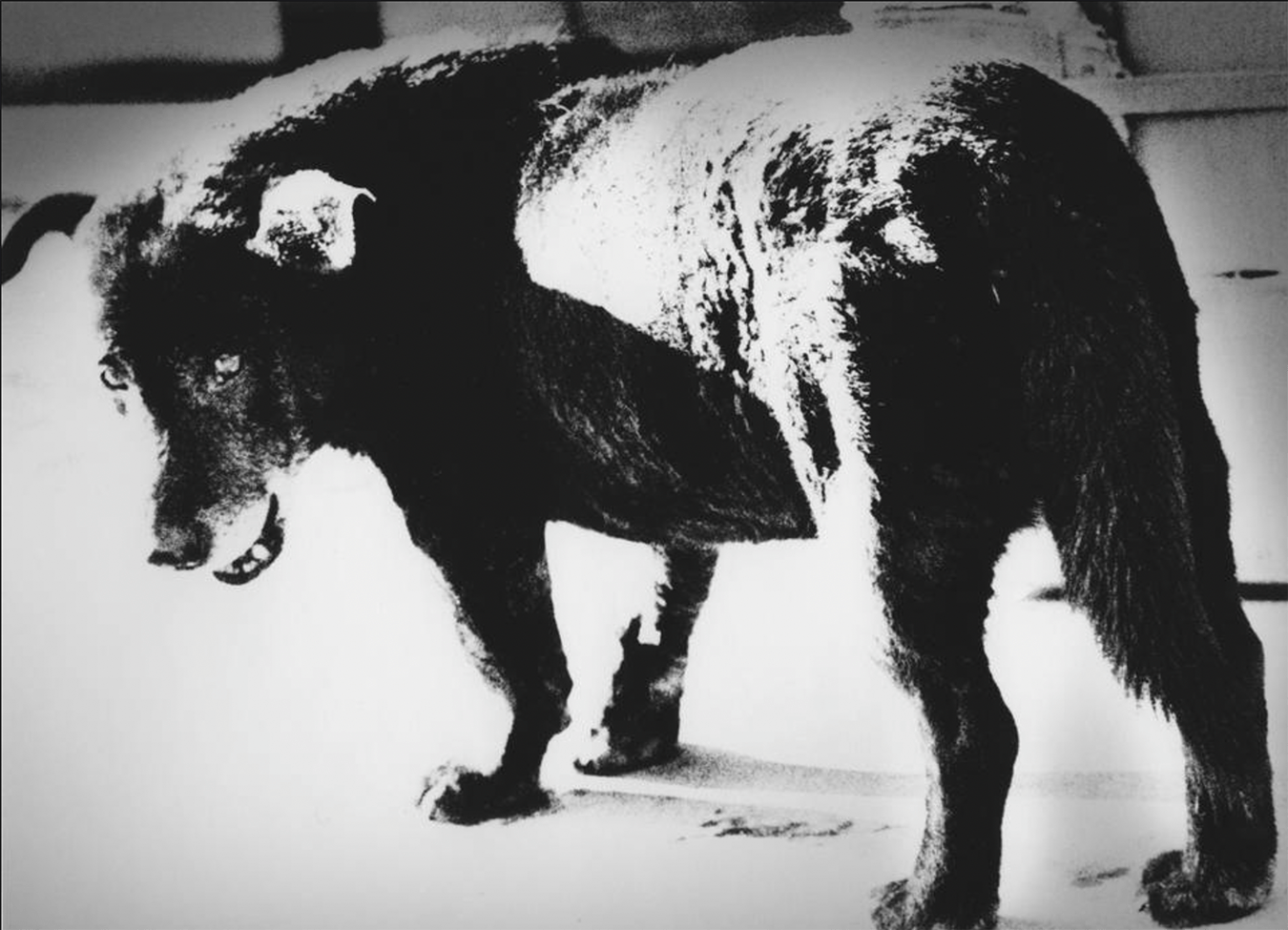 Eyes of a Stray Dog, 1971 © Daido Moriyama Photo Foundation Courtesy of Peter Fetterman Gallery