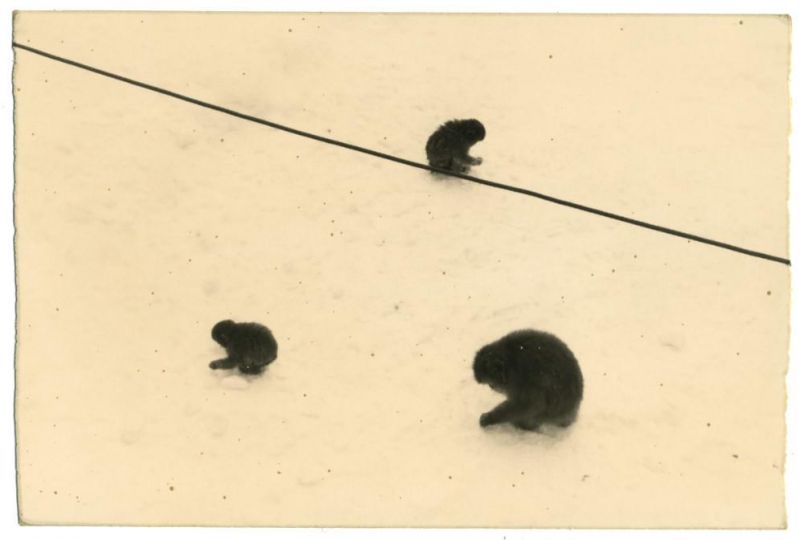 #1252 © Yamamoto Masao - Courtesy Galerie Camera Obscura
