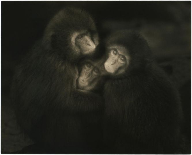 #1640 © Yamamoto Masao - Courtesy Galerie Camera Obscura