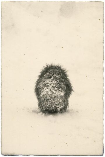 #1739 © Yamamoto Masao - Courtesy Galerie Camera Obscura