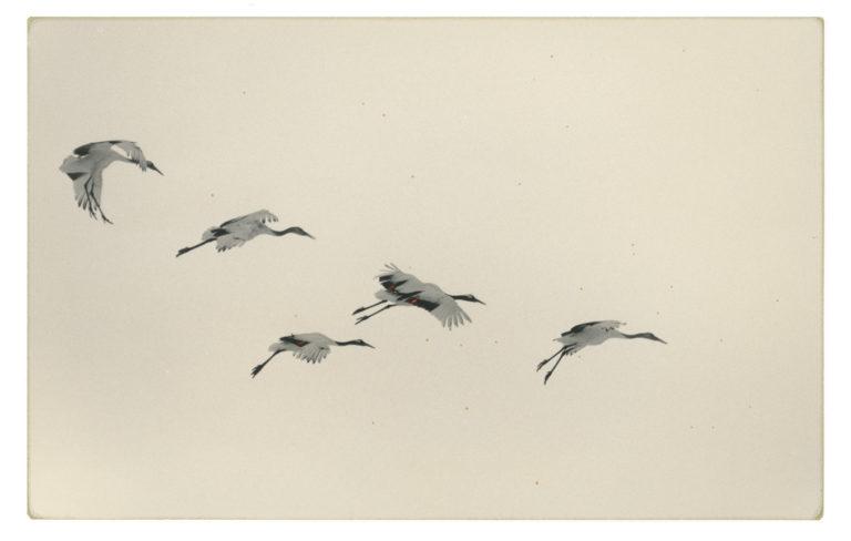 L'été photographique de Lectoure