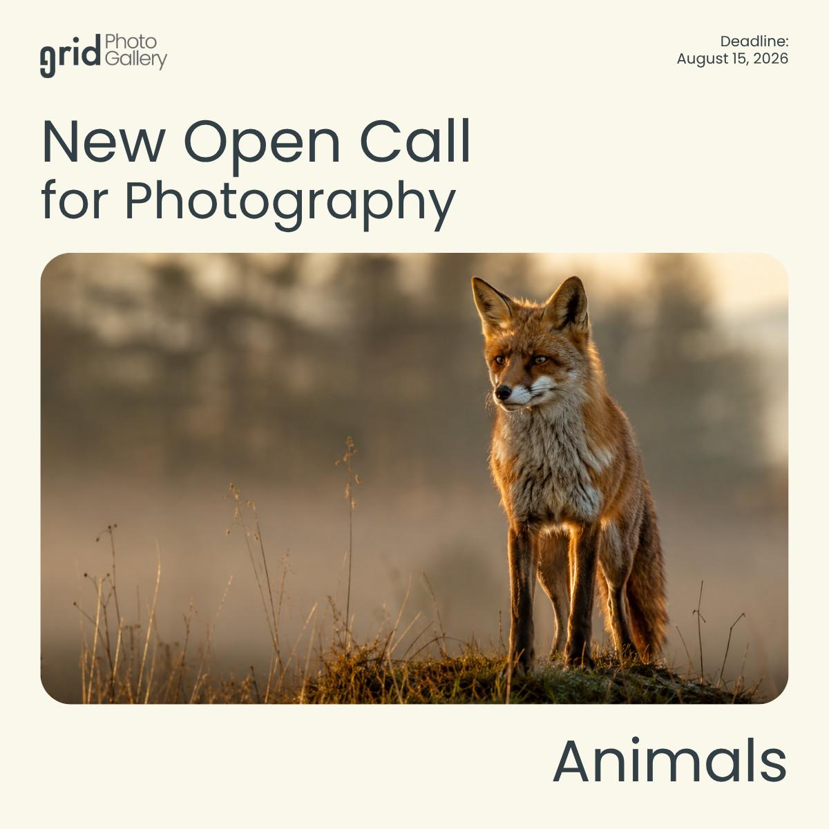 Call for Entry - Animals 2026 Grid Photo Gallery