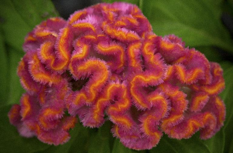 Marie Selby Botanical Gardens : Exhibition Closing Keynote Lecture with Lynn Goldsmith